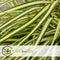 Plant in a Box - Carex hachijoensis 'Evergold' - Set van 3 - Winterhard siergras groenblijvend - Pot 14cm - Hoogte 25-35cm