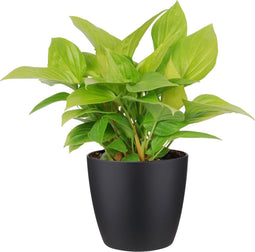 Homalomena Lemon Lime in ELHO sierpot (zwart)