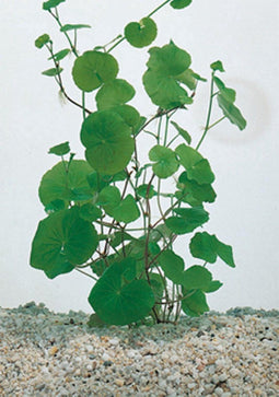 Hydrocotyle nova-zealandiae P11
