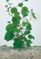 Hydrocotyle nova-zealandiae P11