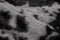 Kayoom Desert Wolf Vloerkleed Zwart / Wit