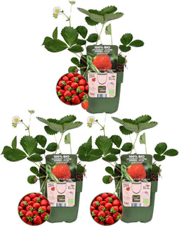 Plants by Frank | Aardbeien plant BIO Set van 3 | Aardbeien | 100% Biologisch gekweekt | Fruit tuin | Fruitplanten | Planten | Tuinplanten Winterhard | Fruitplant