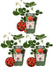 Plants by Frank | Aardbeien plant BIO Set van 3 | Aardbeien | 100% Biologisch gekweekt | Fruit tuin | Fruitplanten | Planten | Tuinplanten Winterhard | Fruitplant