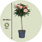Plant in a Box - Rosa Palace 'Catherine' - Stamroos XL - Set van 2 - Oranje - Potmaat 19 cm - Hoogte 80-100 cm