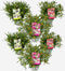 Plant in a Box - Rhododendron 'Azalea StarStyle' - Set van 6 - Wintergroene Japanse Azalea - Pot 10,5cm - Hoogte 25-40cm