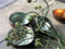 Noya - Coconut Bowl - Kokosnoot - Schaal Kom - Mint Groen Metallic Leaf