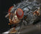 Raynox DCR-250 - Macro Conversie Lens - 8-Diopter - Zwart