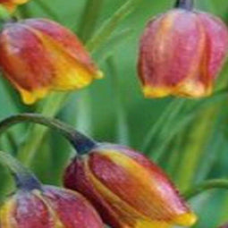 JUB - Fritillaria uva-vulpis