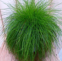 Felgroen gras bol 30 cm