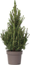 Plant in a Box - Dwergspar - Picea glauca conica 'December' - Hoogte 75-85cm - Potmaat 21cm - boom - groen