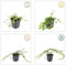 Plants by Frank | 12 Paarse Maagdenpalm planten | Vinca minor 'Atropurpurea' | Winterharde bodembedekker planten | tuinplanten | Winterharde vaste planten meerjarig | Winterharde tuinplanten