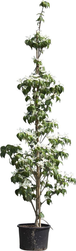 Kornoelje 'Milky Way' Laagstam | Cornus kousa 'Milky Way' | Bomenbezorgd.nl