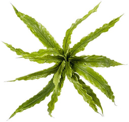 Fern asplenium bush x15 30 cm kunstbloem zijde nepbloem