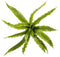 Fern asplenium bush x15 30 cm kunstbloem zijde nepbloem