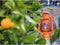 Feuerhand Stormlantaarn Baby special 276 - Oranje - 13.5x15x26.5cm - Modern