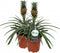 Kamerplant - Ananas Corona double