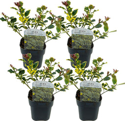 Plant in a Box - Ilex Argentea Marginata - Set van 4 - Groenblijvende tuinplant - kleur uw herfst- en wintertuin - Pot 17cm - Hoogte 25-35cm