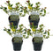 Plant in a Box - Ilex Argentea Marginata - Set van 4 - Groenblijvende tuinplant - kleur uw herfst- en wintertuin - Pot 17cm - Hoogte 25-35cm