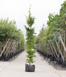 Haagbeuk laagstam | Carpinus betulus | Bomenbezorgd.nl