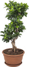 Goed & Groen - Ficus Gin Seng Bonsai - ↨ 70cm - Potmaat 27 - Exclusieve Kwaliteit Planten - Kamer Plant - Kamerplanten - Sfeer - Interieur