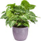 Combibox kamerplanten met Bergamo keramiek sierpot in trendy kleuren – ↨ 25cm – ⌀ 12cm