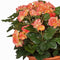 Zalmroze Begonia kunstplant met bloemen 37 cm in terracotta pot - Kunstplanten/nepplanten - Voor binnen