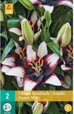 JUB - Lilium aziatisch Zwart-Wit