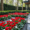 Plant in a Box - Cyclamen persicum 'Winfall Scarlet' - Set van 3 - Perzische cyclaam - Pot 9cm - Hoogte 10-20cm