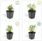Plants by Frank | 12 Sint-Janskruid Planten | Hypericum calycinum | Winterharde bodembedekker planten | tuinplanten | Winterharde vaste planten meerjarig | Winterharde tuinplanten