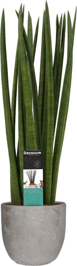 Sansevieria Cylindrica spaghetti in Mica sierpot Jimmy (lichtgrijs) ↨ 55cm - hoge kwaliteit planten