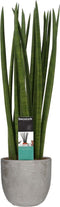 Sansevieria Cylindrica spaghetti in Mica sierpot Jimmy (lichtgrijs) ↨ 55cm - hoge kwaliteit planten