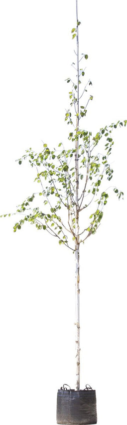 Witte himalaya berk | Betula ut. 'jacquemontii' 14-18 cm | Bomenbezorgd.nl