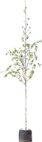 Witte himalaya berk | Betula ut. 'jacquemontii' 14-18 cm | Bomenbezorgd.nl