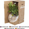 Cactus van Botanicly – Pilosocereus incl. sierpot wit als set – Hoogte: 50 cm – Pilosocereus Gounelii