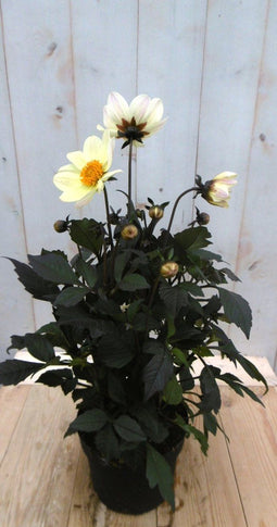Dahlia Moonfire donkerroodblad gele bloem 40 cm