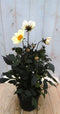 Dahlia Moonfire donkerroodblad gele bloem 40 cm