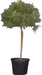 Parasolden Pinus pinea h 140cm st. omtrek 85cm st. h 100 cm