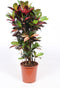 Croton 'Mrs Iceton' (Codiaeum variegatum)