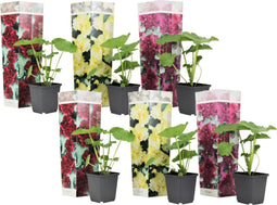 Plant in a Box - Alcea rosea - Mix van 6 - 'Spring celebrities' Rood, geel, paars - Pot 9cm - Hoogte 25-40cm