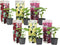 Plant in a Box - Alcea rosea - Mix van 6 - 'Spring celebrities' Rood, geel, paars - Pot 9cm - Hoogte 25-40cm