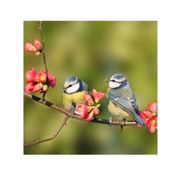 Annas collection - Buiten Canvas 58 x 58 cm Pimpelmees