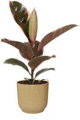 FIcus 'Belize' in ELHO Vibes Fold sierpot (botergeel) - Kwekerij J. de Groot - Groene plant- Hoogte 35 cm