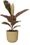 FIcus 'Belize' in ELHO Vibes Fold sierpot (botergeel) - Kwekerij J. de Groot - Groene plant- Hoogte 35 cm