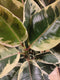 Ficus Elastica Bont 3 stelen 70 cm hoog kamerplant
