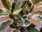 Ficus Elastica Bont 3 stelen 70 cm hoog kamerplant