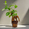 Ficus Ginseng | Bonsai | Terrariumplant | Ø6 - 15 cm