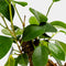 Ficus Ginseng | Bonsai | Terrariumplant | Ø6 - 15 cm