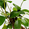 Ficus Ginseng | Bonsai | Terrariumplant | Ø6 - 15 cm