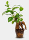 Ficus Ginseng | Bonsai | Terrariumplant | Ø6 - 15 cm