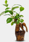 Ficus Ginseng | Bonsai | Terrariumplant | Ø6 - 15 cm